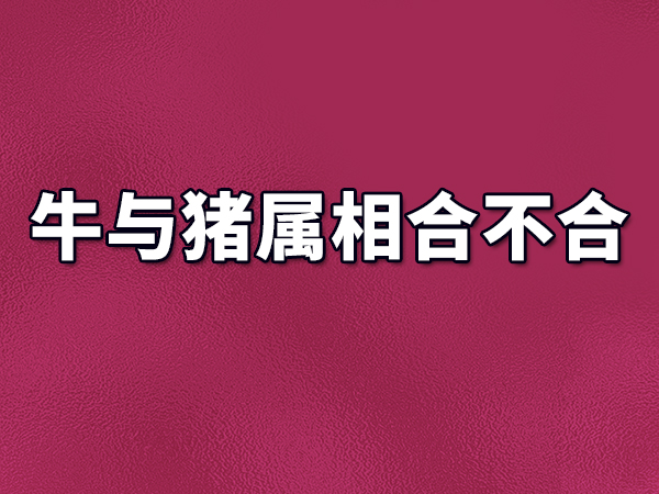 牛与猪属相合不合?属牛和