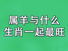 属羊与什么生肖一起最旺：属兔/属马/属猪