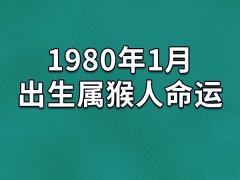 1980年1月出生属猴人命运