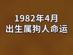 1982年4月出生属狗人命运：