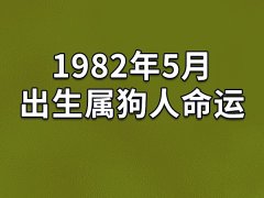 1982年5月出生属狗人命运：