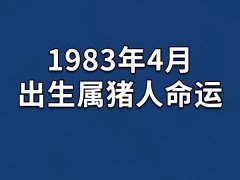 1983年4月出生属猪人命运：