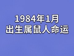 1984年1月出生属鼠人命运