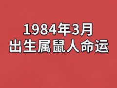 1984年3月出生属鼠人命运