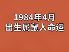 1984年4月出生属鼠人命运