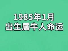 1985年1月出生属牛人命运