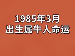 1985年3月出生属牛人命运