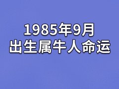 1985年9月出生属牛人命运