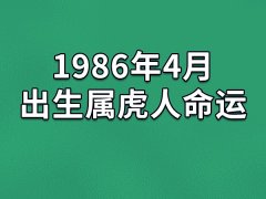 1986年4月出生属虎人命运