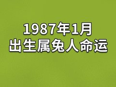 1987年1月出生属兔人命运(农历、爱情、事业运势解析)