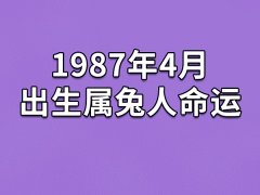 1987年4月出生属兔人命运(农历、爱情、事业运势解析)