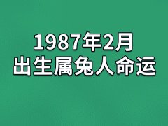 1987年2月出生属兔人命运(农历、爱情、事业运势解析)