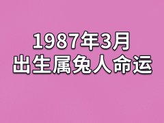 1987年3月出生属兔人命运(农历、爱情、事业运势解析)