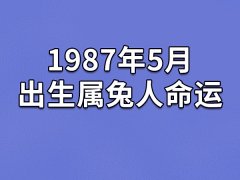 1987年5月出生属兔人命运(农历、爱情、事业运势解析)