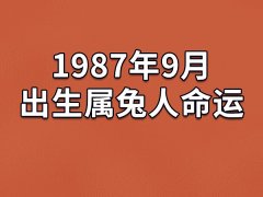 1987年9月出生属兔人命运(农历、爱情、事业运势解析)