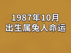 1987年10月出生属兔人命运(农历、爱情、事业运势解析)