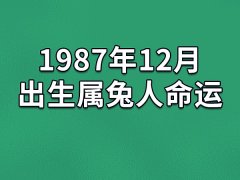 1987年12月出生属兔人命运(农历、爱情、事业运势解析)