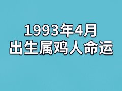 1993年4月出生属鸡人命运