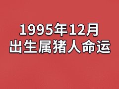 1995年12月出生属猪人命运