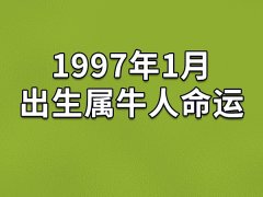 1997年1月出生属牛人命运