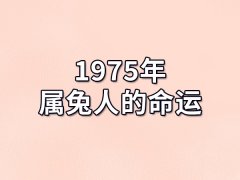 1975年属兔人的命运：命运很好（稳定的收入）