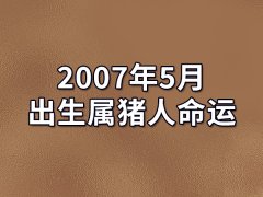 2007年5月出生属猪人命运