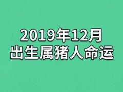 2019年12月出生属猪人命运