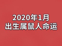 2020年1月出生属鼠人命运