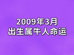 2009年3月出生属牛人命运