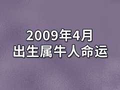 2009年5月出生属牛人命运