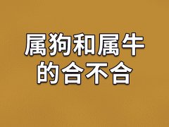 属狗和属牛的合不合-属狗