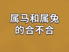 属马和属兔的合不合-属马和属兔相配吗