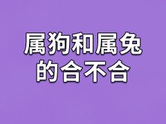 属狗和属兔的合不合-属狗和属兔相配吗