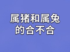 属猪和属兔的合不合-属猪和属兔相配吗