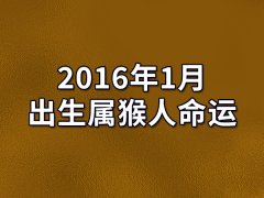 2016年1月出生属猴人命运(农历、爱情、事业运势解析)