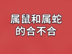 属鼠和属蛇的合不合-属鼠