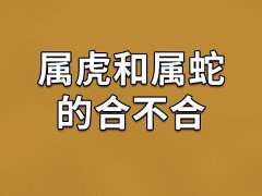 属虎和属蛇的合不合-属虎