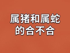 属猪和属蛇的合不合-属猪