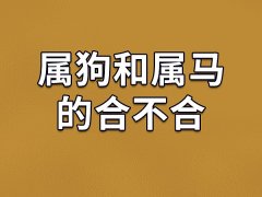 属狗和属马的合不合-属狗和属马相配吗