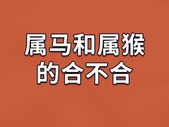 属马和属猴的合不合-属马和属猴相配吗