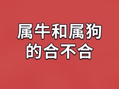 属牛和属狗的合不合-属牛