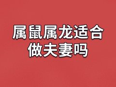 属鼠属龙适合做夫妻吗：