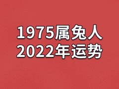 1975属兔人2022年运势：运势不错(两大吉星相伴)