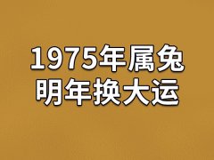 1975年属兔明年换大运：运势上升(财运很好)