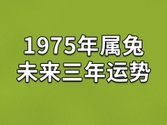 1975年属兔未来三年运势：运势上升(职场一帆风顺)