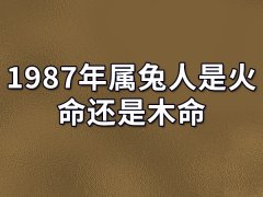 1987年属兔人是火命还是木命-1987年属兔人是火命吗