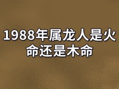 1988年属龙人是火命还是木