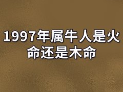 1997年属牛人是火命还是木