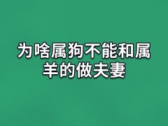 为啥属狗不能和属羊的做