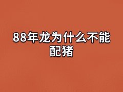 88年龙为什么不能配猪：互